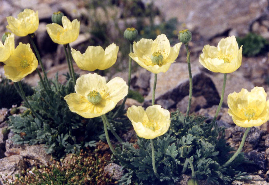 Papaver miyabeanum en fleurs sur des éboulis rocheux de l'île de Sakhaline